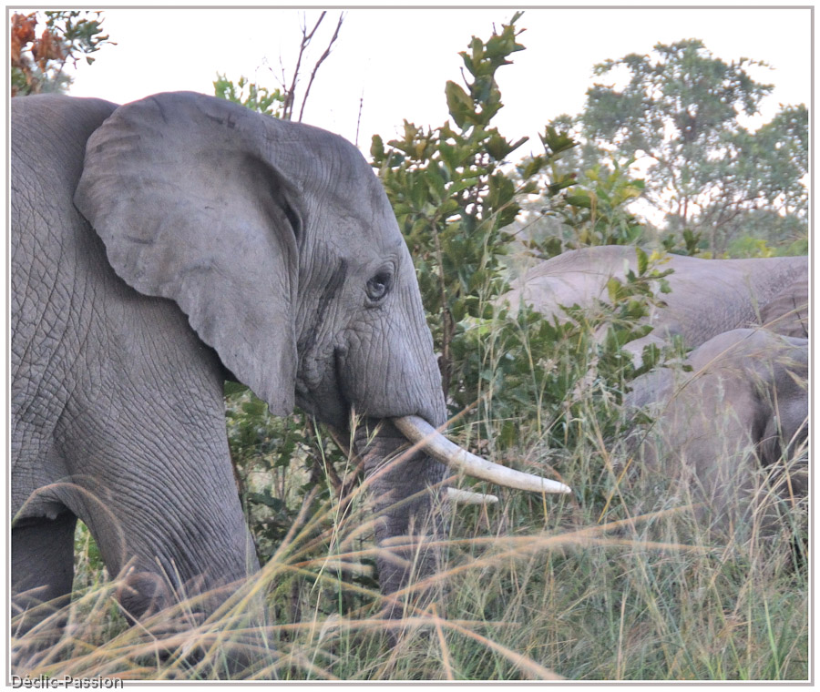 L'éléphant