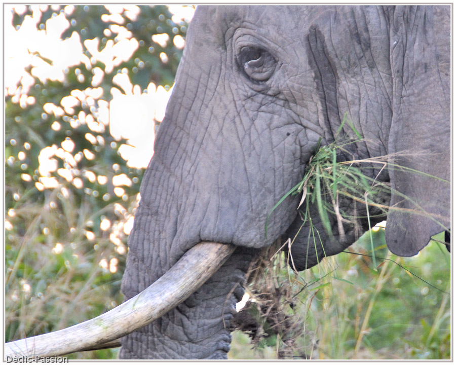 L'éléphant