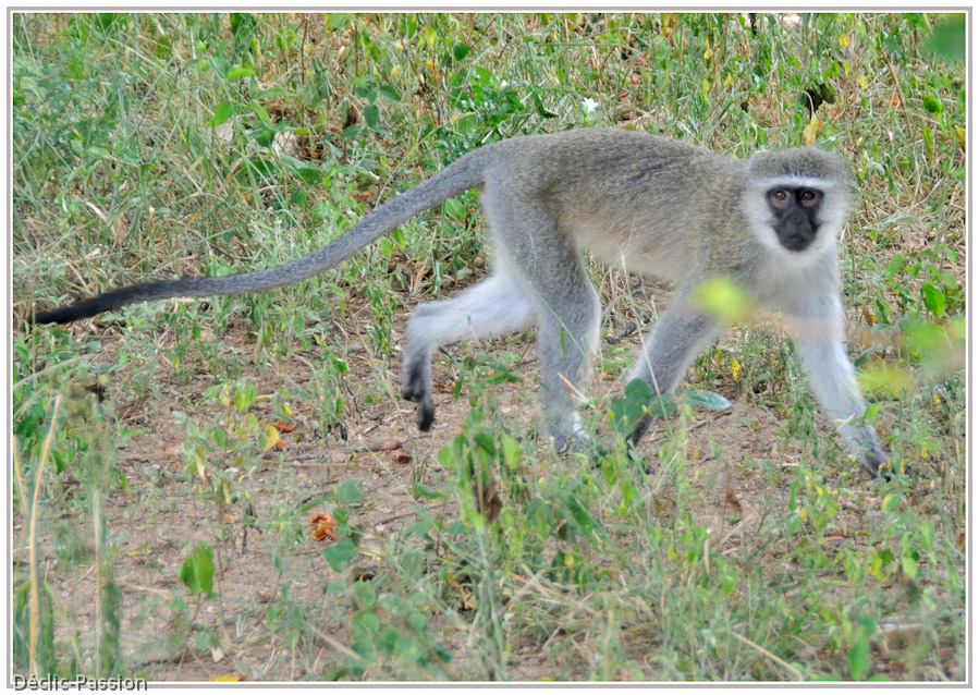 Le singe