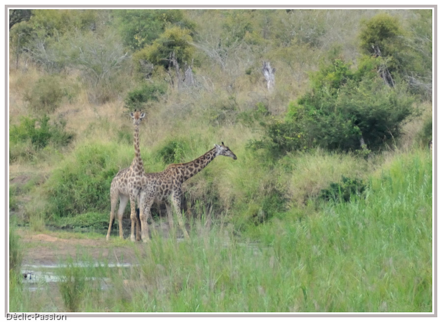 Duo de girafes