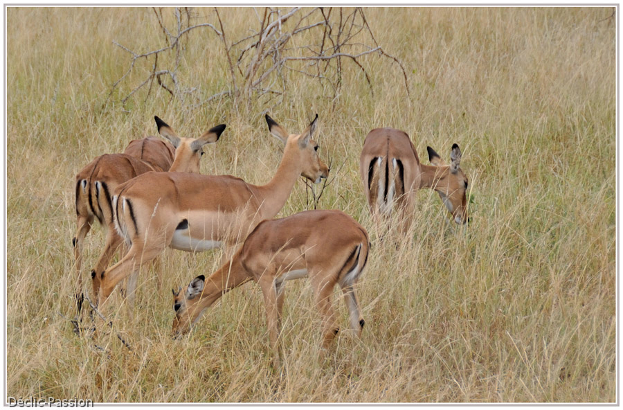 Les impalas