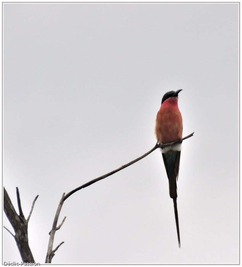 L'oiseau rouge