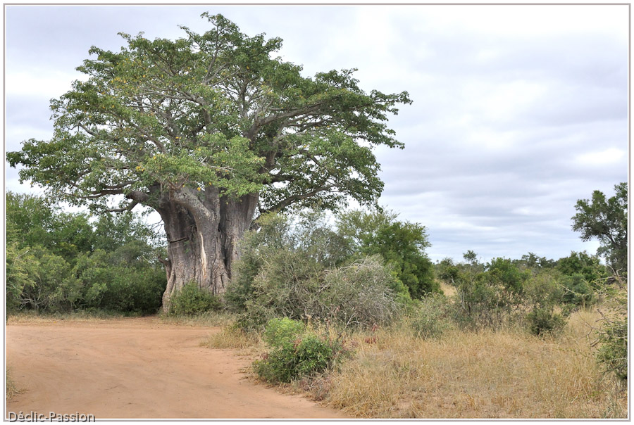 Un baobab