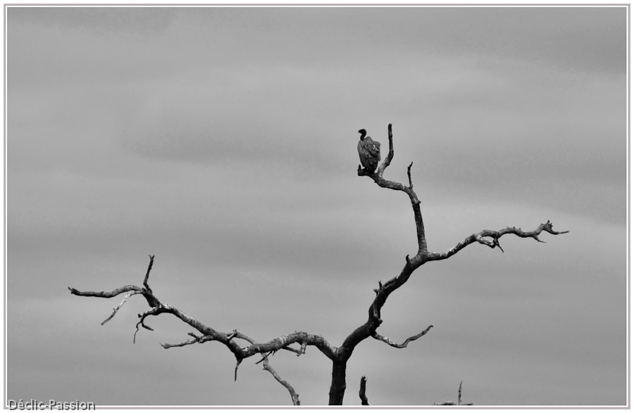 Un vautour