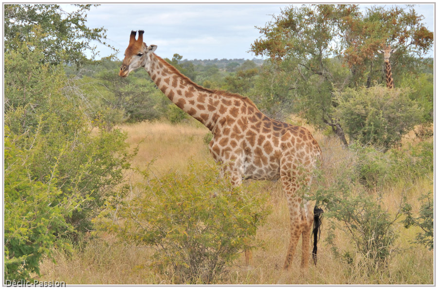La girafe