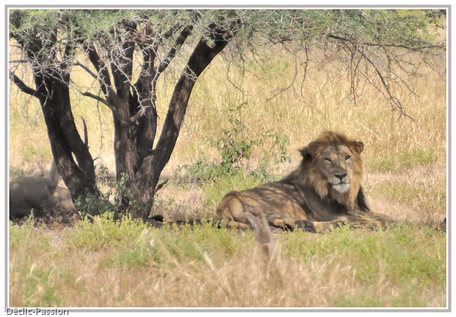 Le lion