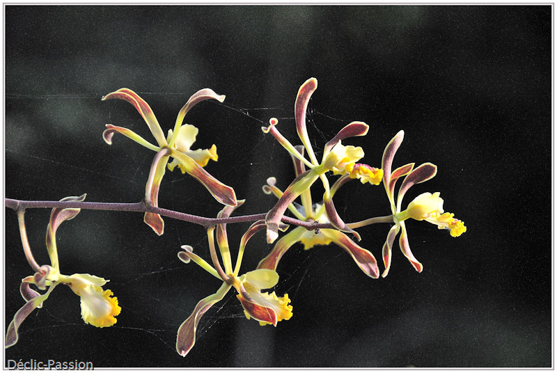 Orchidées