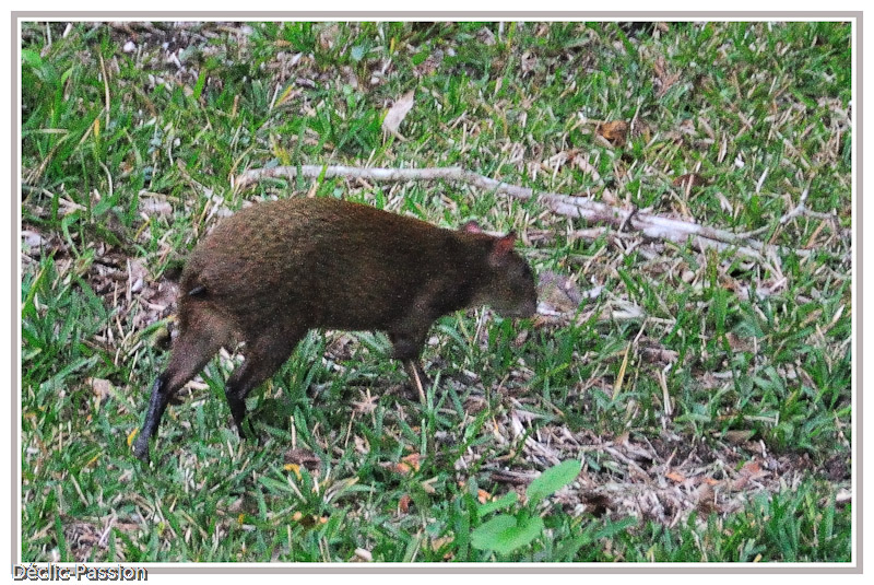 Agouti  : mammifère de l'ordre des rongueurs qui a de longues pattes à l'arrière et de courtes à l'avant.
