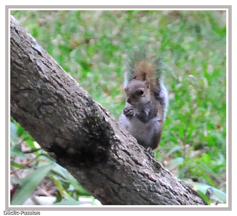 ... de noisettes !
