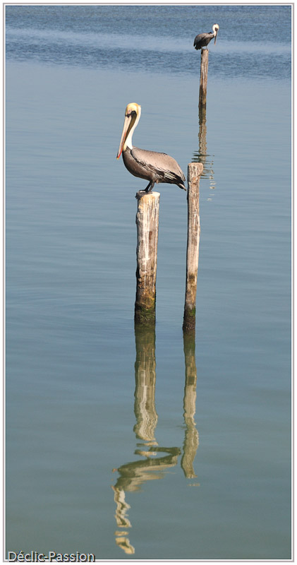 Reflet