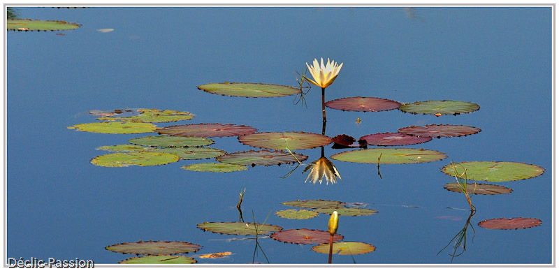 Nénuphar