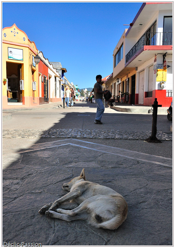 Une vie de chien !