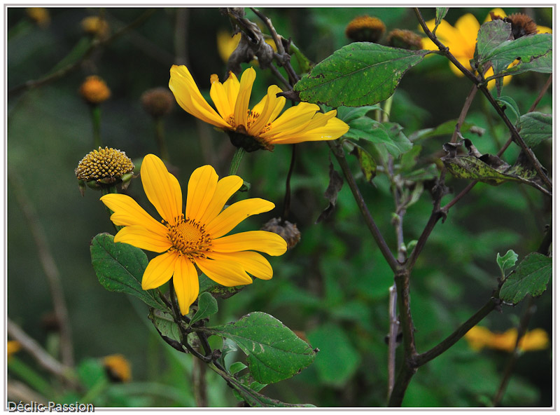 Flore du Chiapas