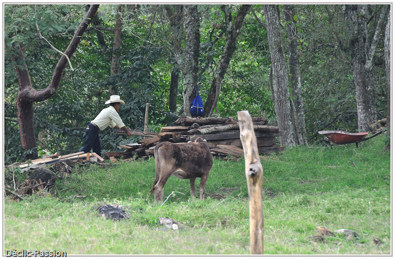 Vers Palenque