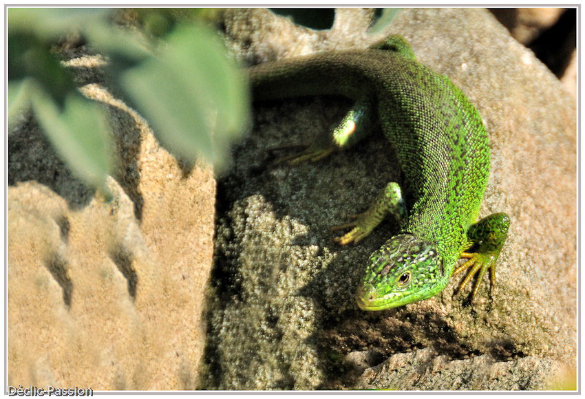 Le lézard vert