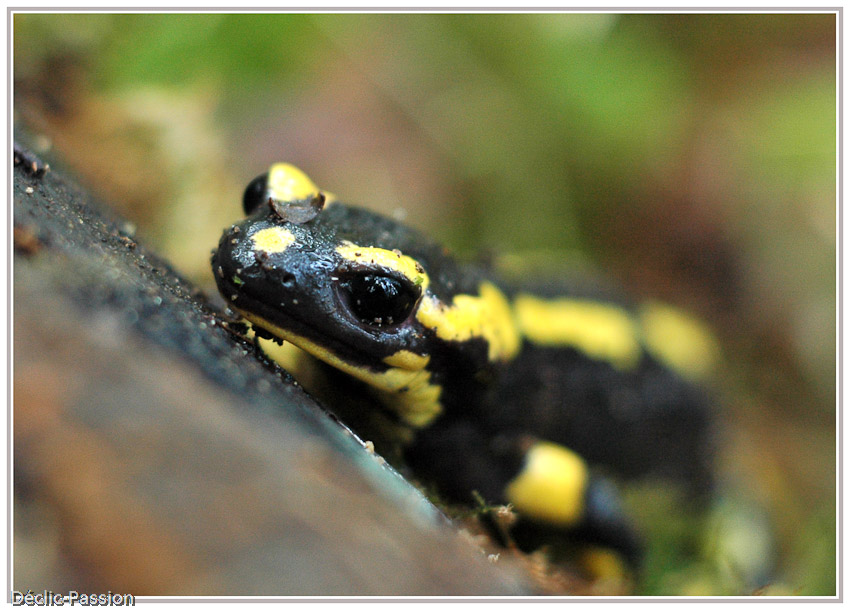 La salamandre 
