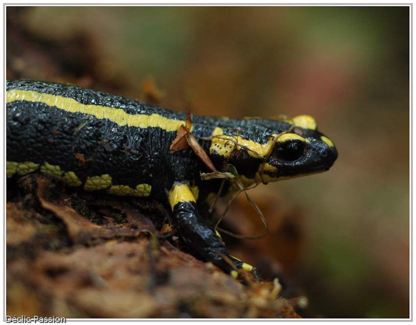 La salamandre 