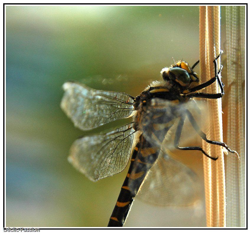 Libellule 