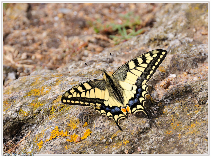 Machaon