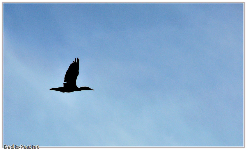 Cormoran