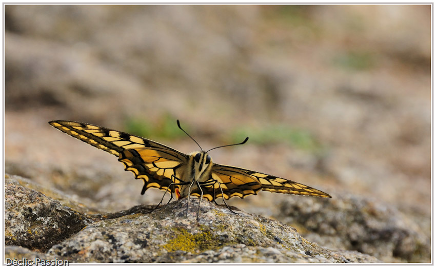Machaon