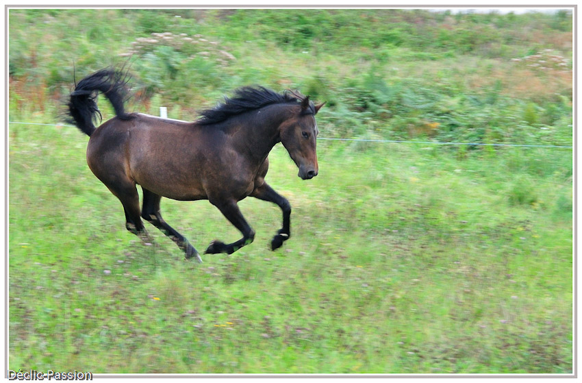 Cheval fougueux