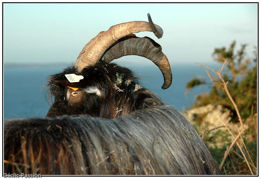 Le bouc de Christophe