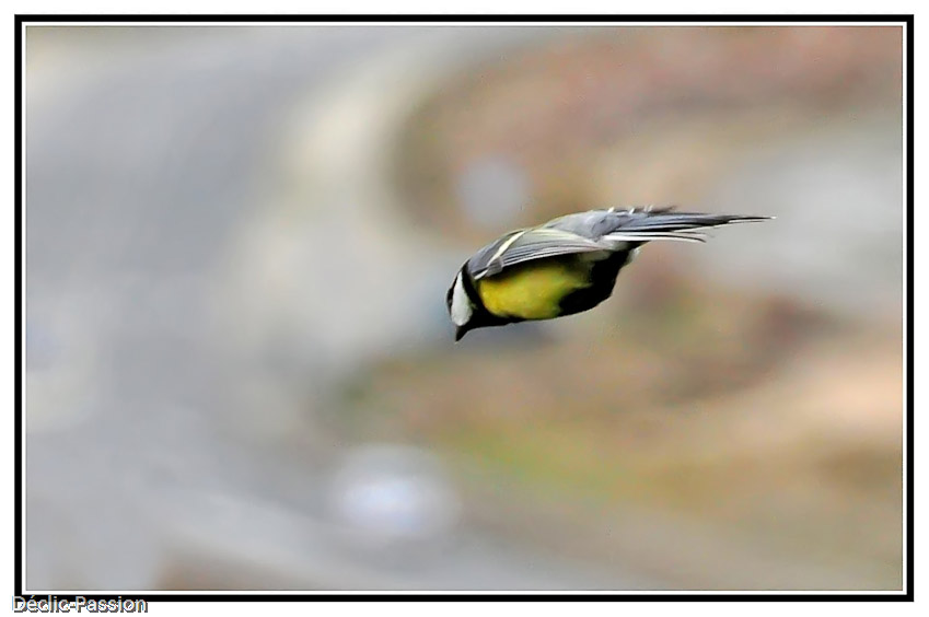 Mésange en vol !