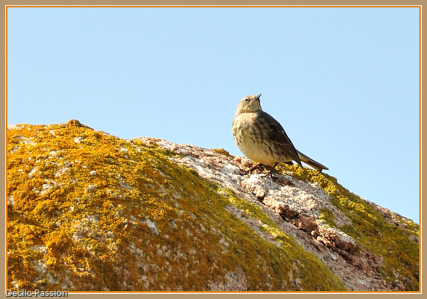 Pipit 