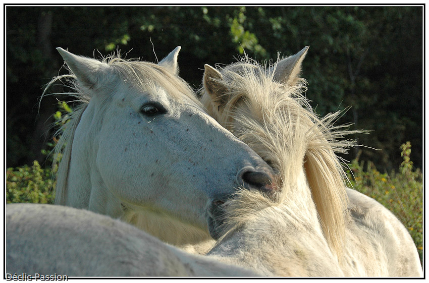 Les camarguais