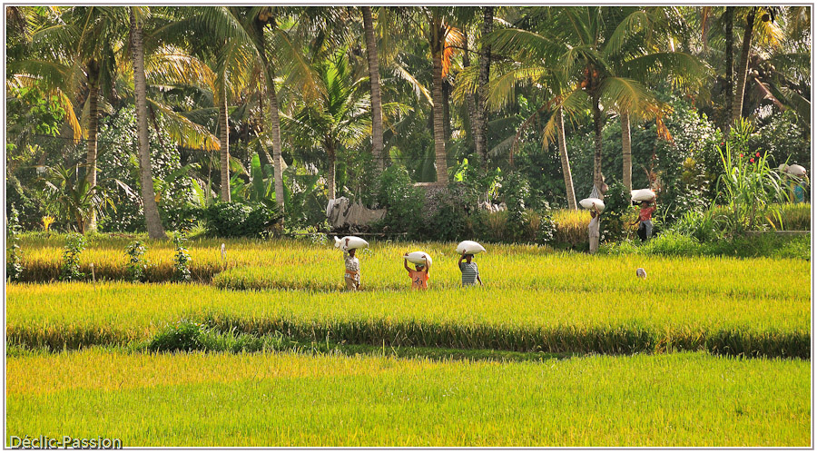 Retour des champs - Bali -