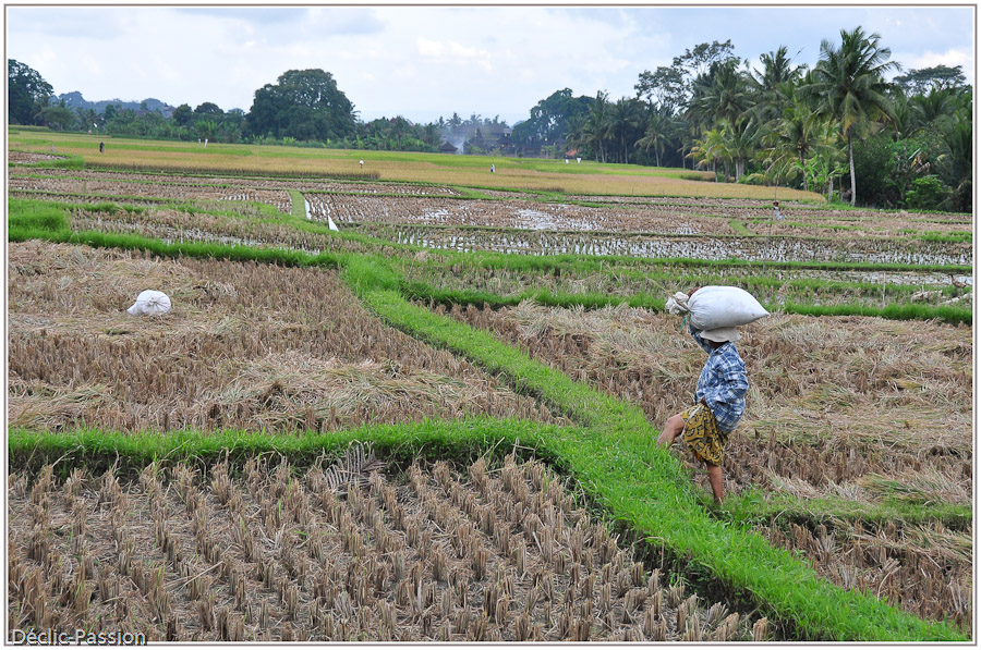 Dans les rizières près de Ubud - Bali -