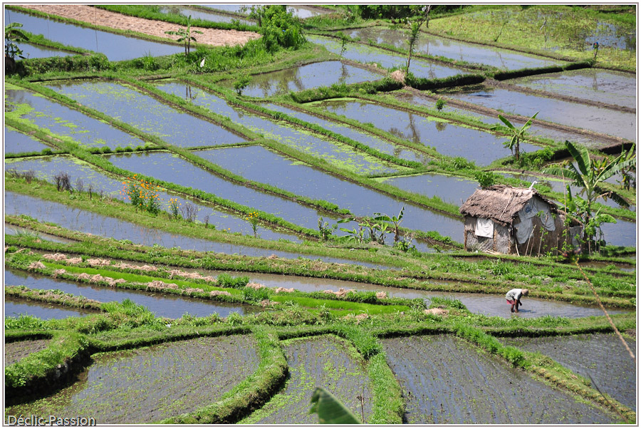 Rizières balinaises