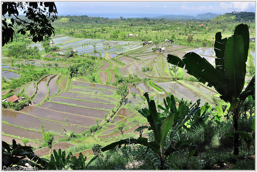 Rizières en étage - Bali -