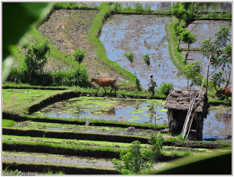 Rizières balinaises