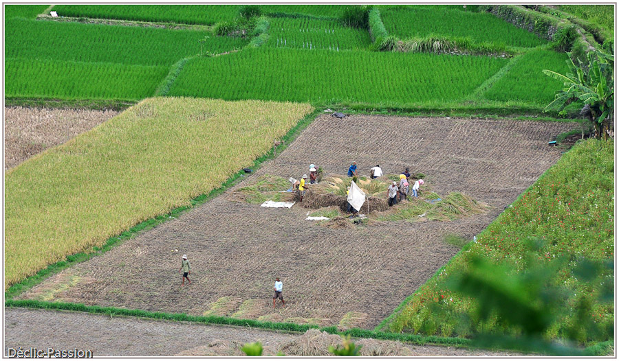 Travaux des champs - Bali -
