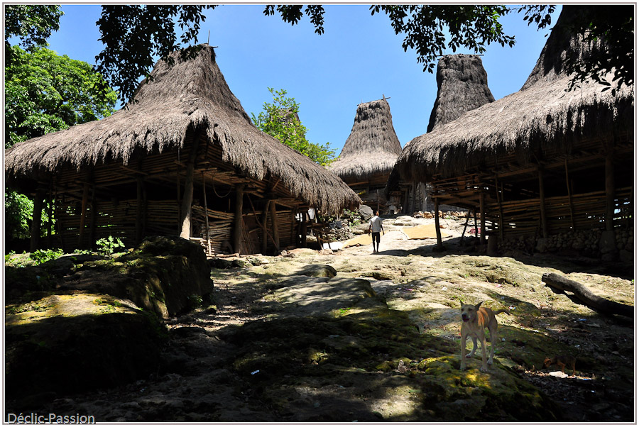 Entér du village Waigalli - Sumba -