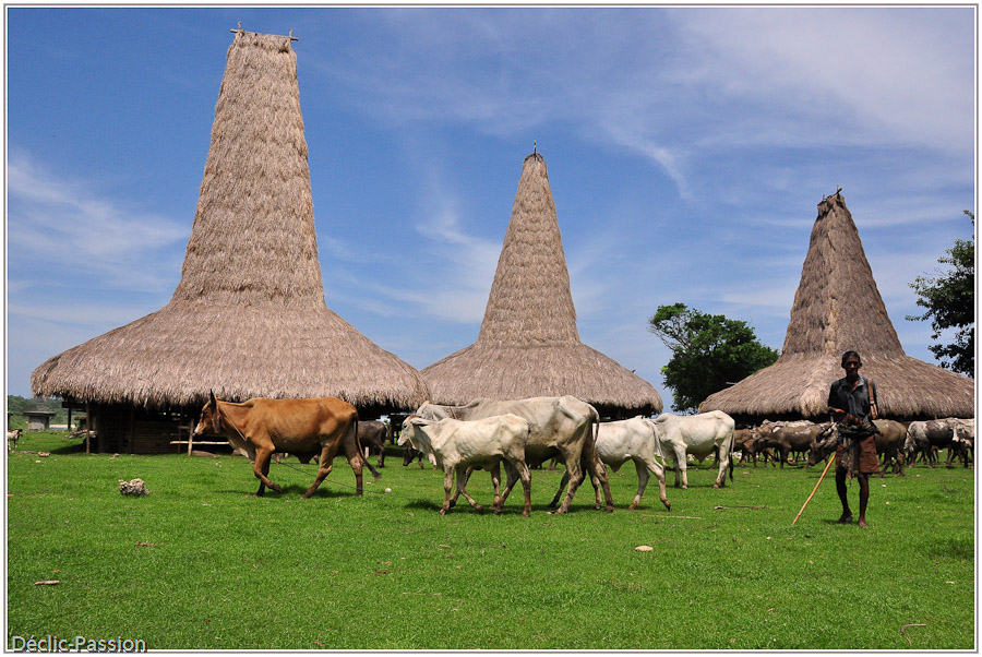 Retour du troupeau au village