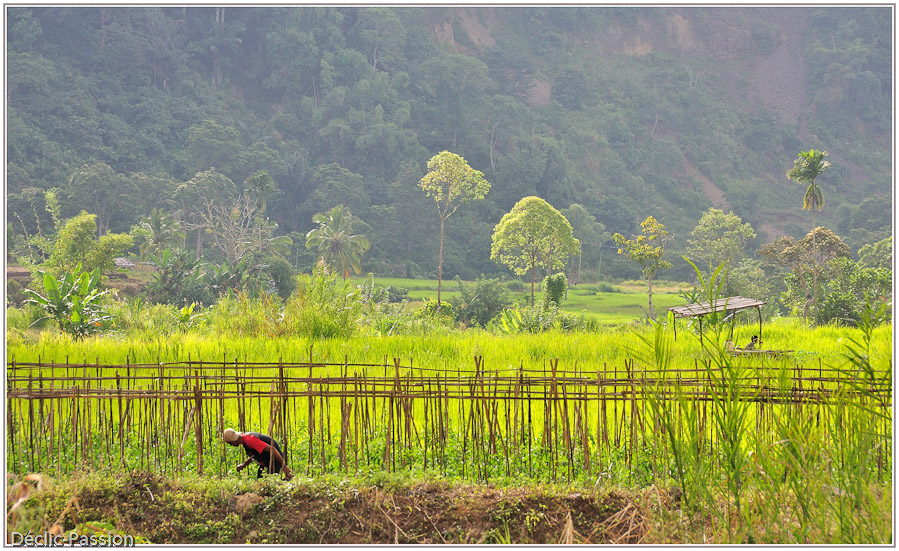 Travaux des champs - Flores -