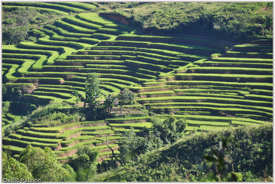 Rizières en terrasses - Flores -