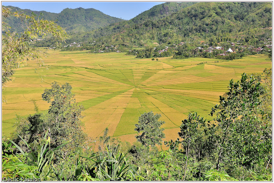 Rizières de Ruteng - Flores -