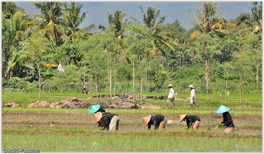Rizières - Lombok -