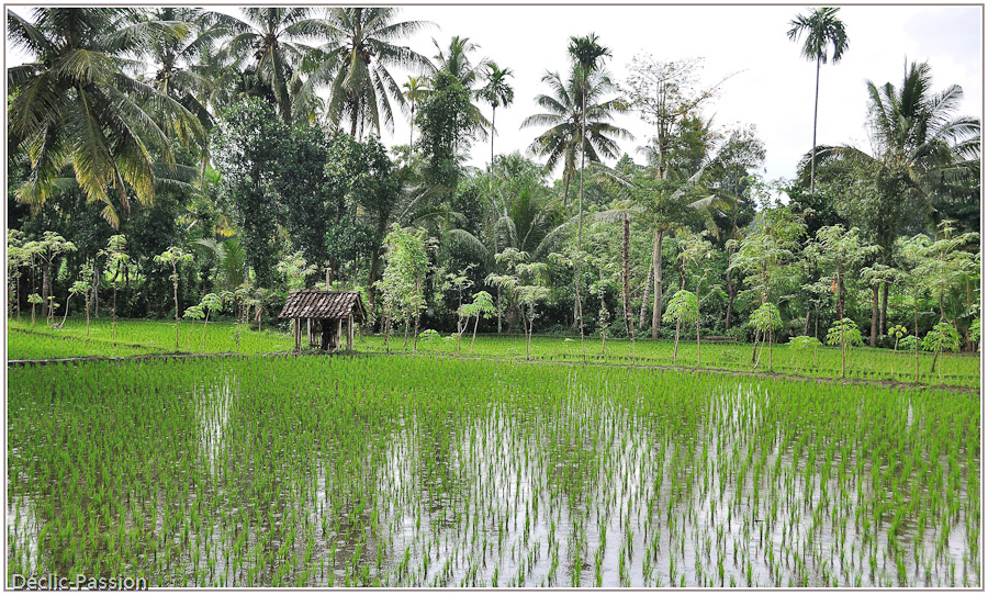 Rizières sur Lombok
