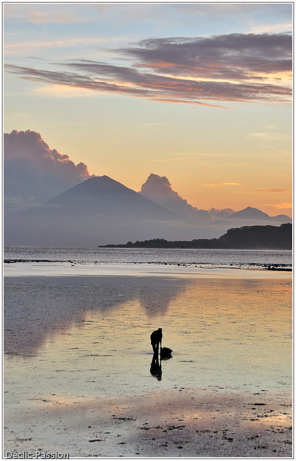 Ramassage de coquillages (au fond, l'ilde de Lombok)