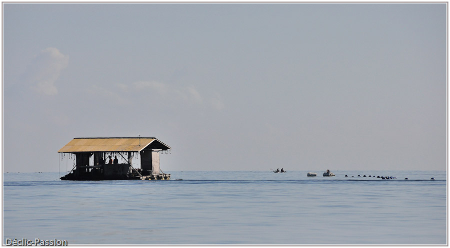 Culture de perles entre Lombok et Bali