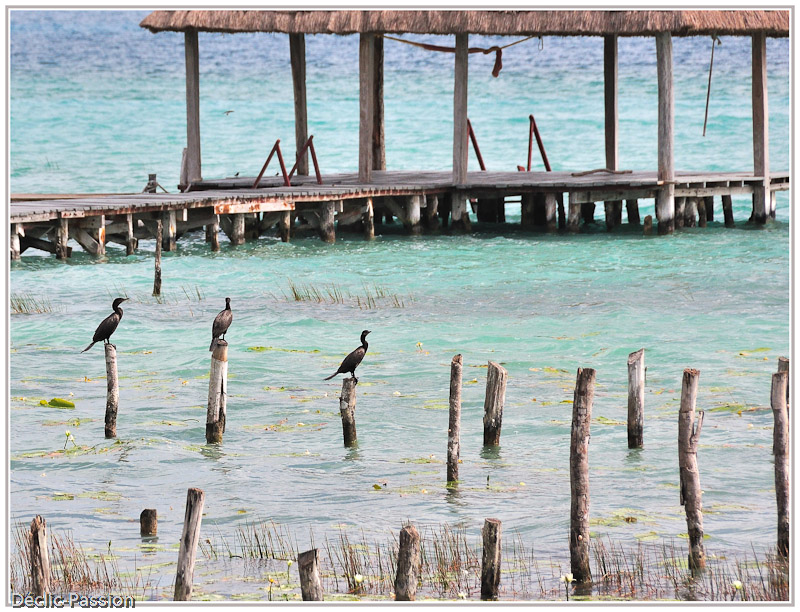 Trio de cormorans
