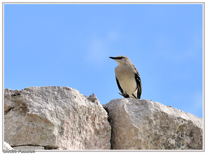 L'observateur
