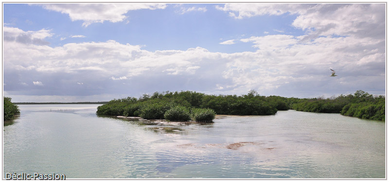 La mangrove