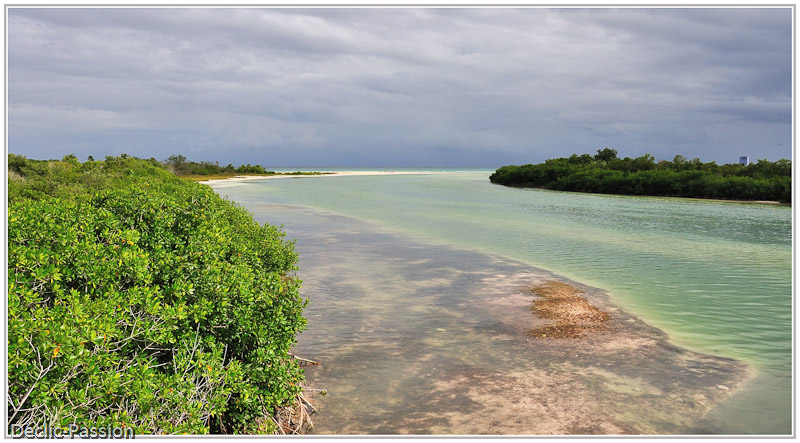La mangrove