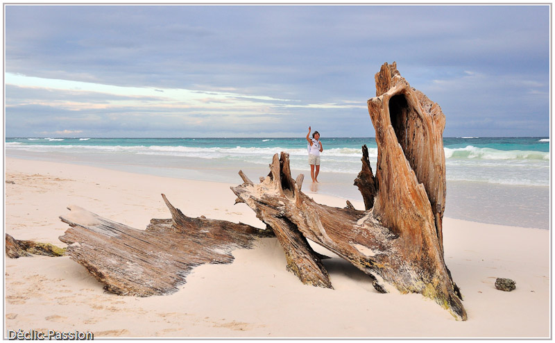 Sculpture naturelle